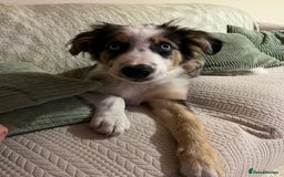 Border Collie dogs for sale: 4 month border collie male - Image 2