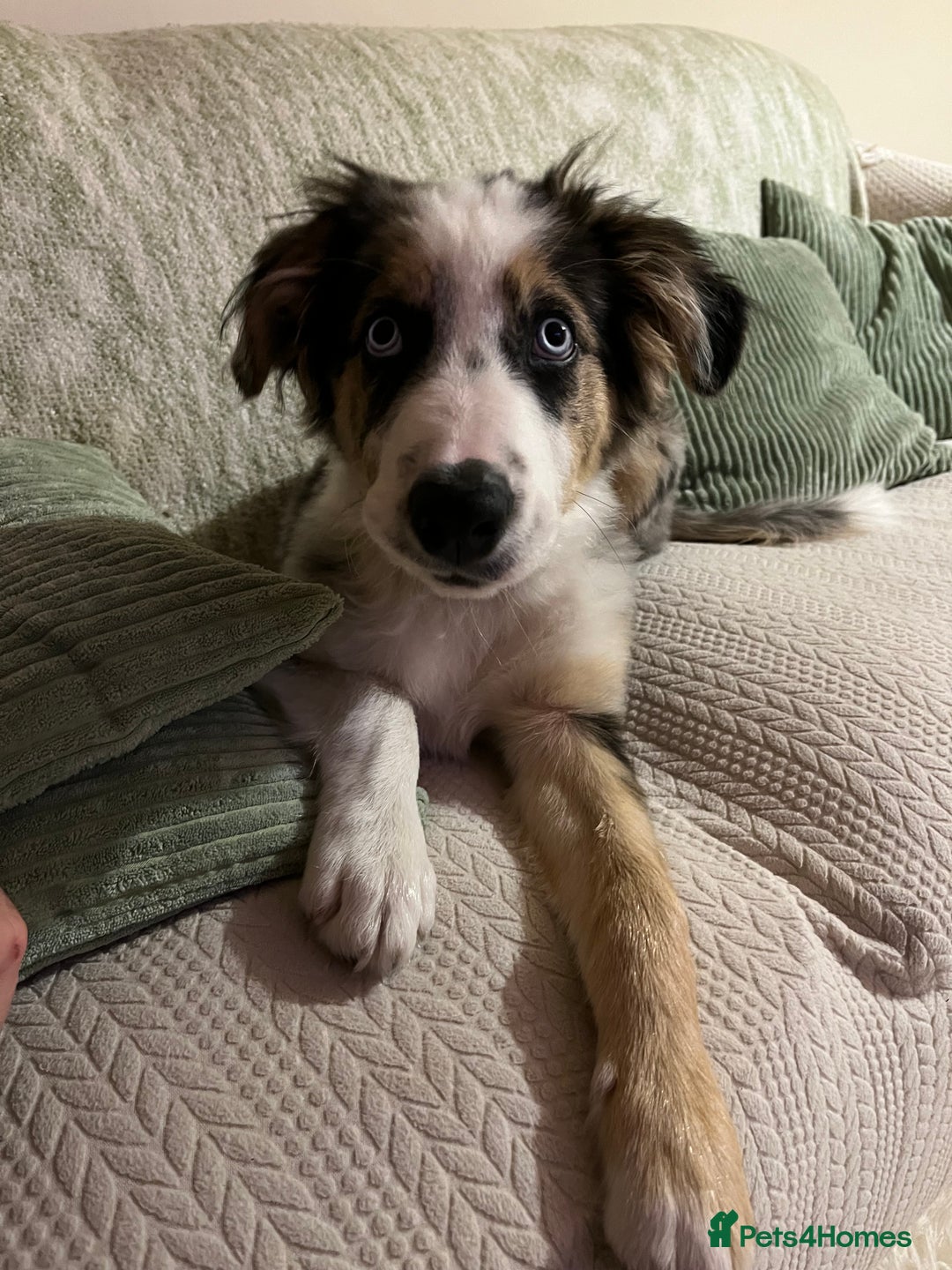 Border Collie dogs for sale: 4 month border collie male - Image 2