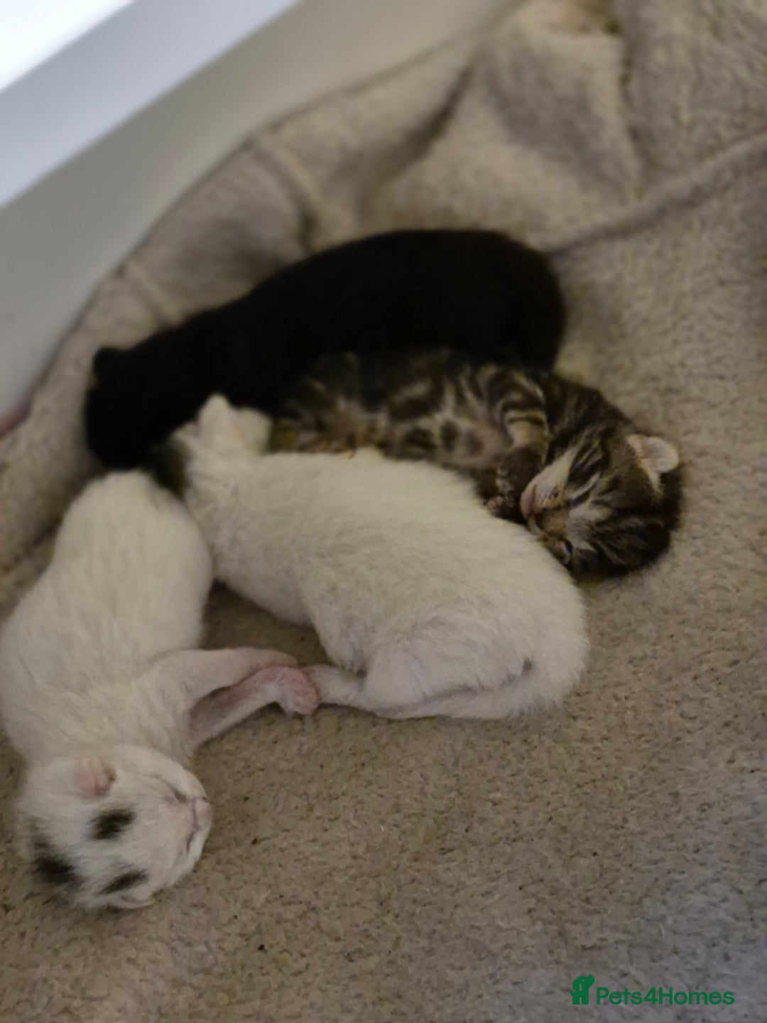 British Shorthair cats for sale: Boy kitten - Image 2