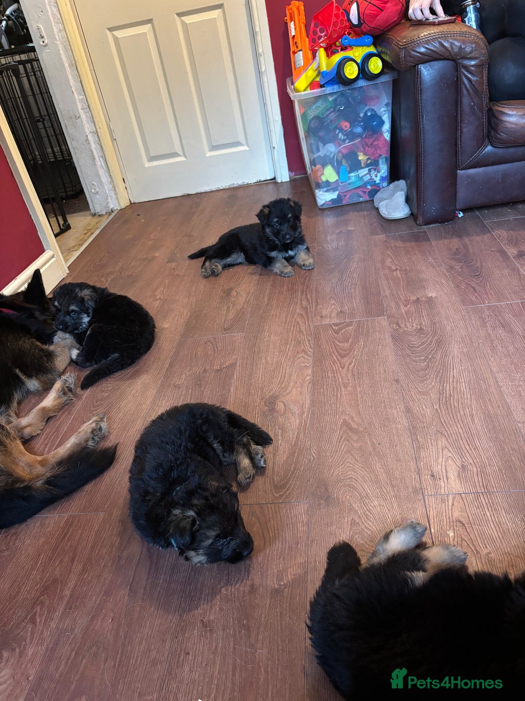 German Shepherd dogs for sale: German Shepherd puppies - Advert 27