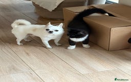 Siberian cats for sale: 2 Siberian kittens ready for collection - Image 10