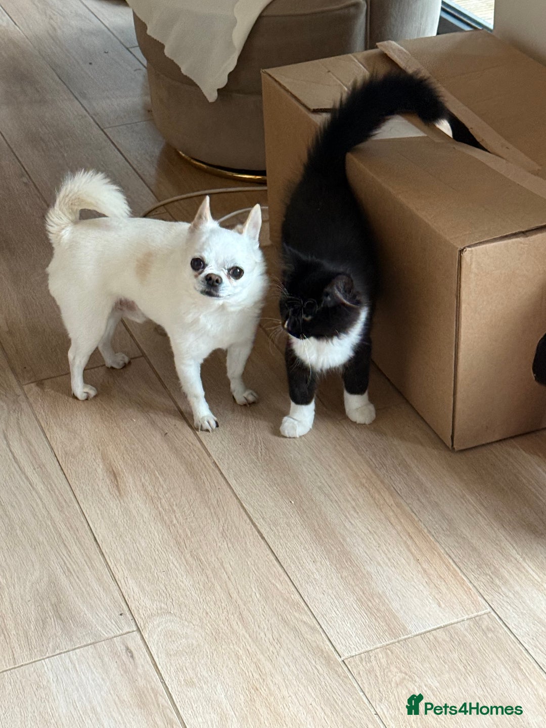 Siberian cats for sale: 2 Siberian kittens ready for collection - Image 10
