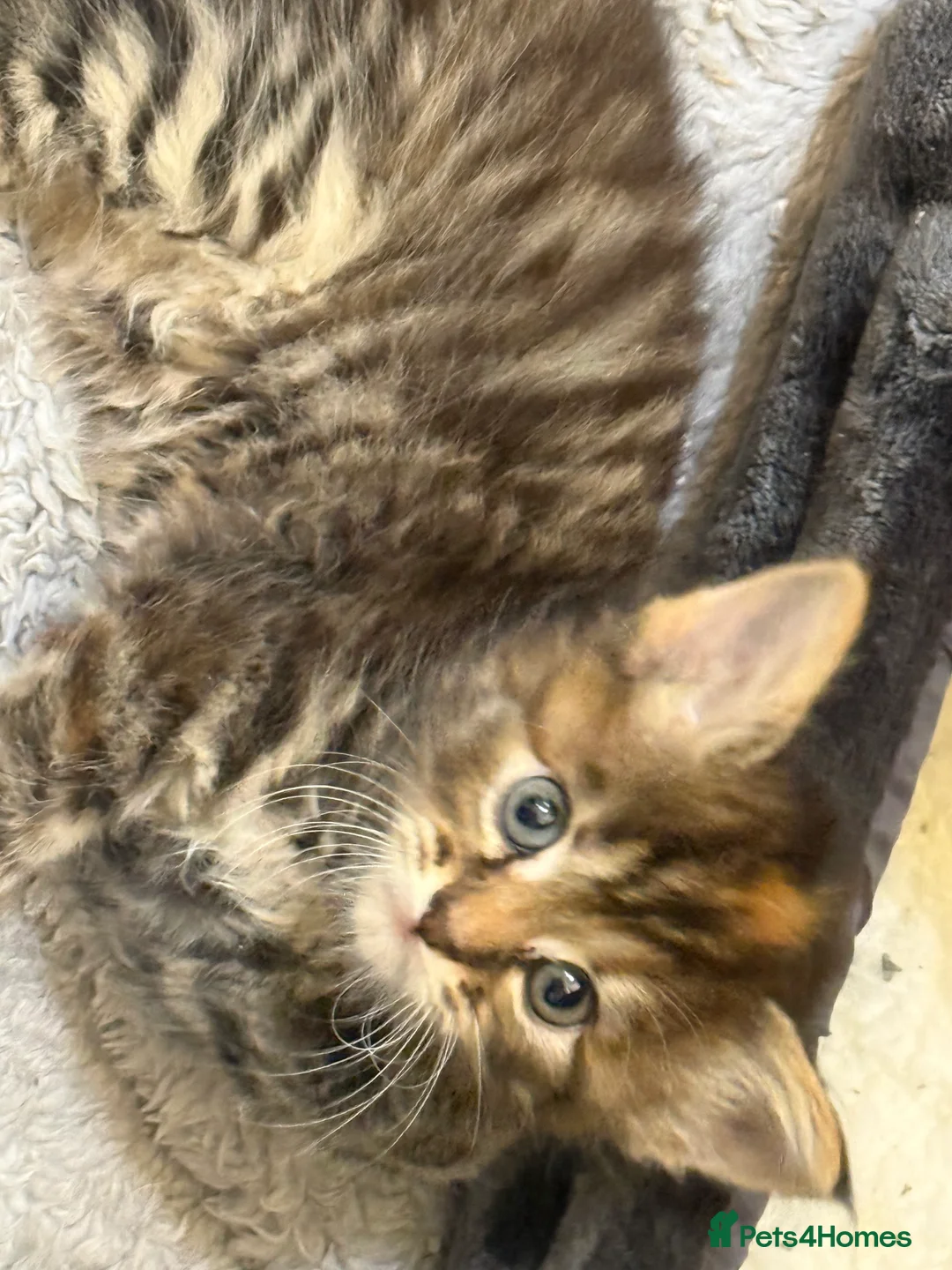 Maine Coon cats for sale: Maine coon cross - Advert 2