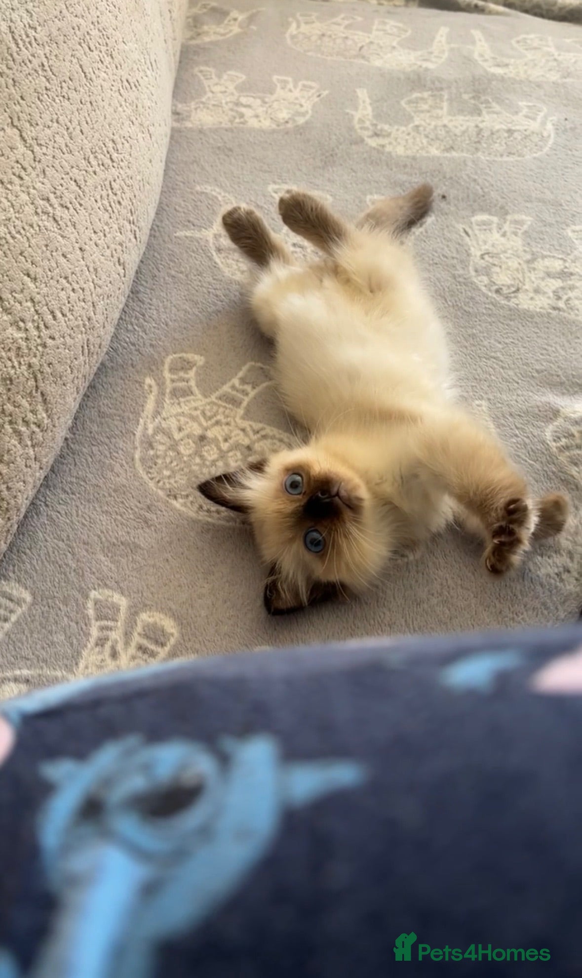 Ragdoll cats Seal point female ragdoll kitten  - Advert 3