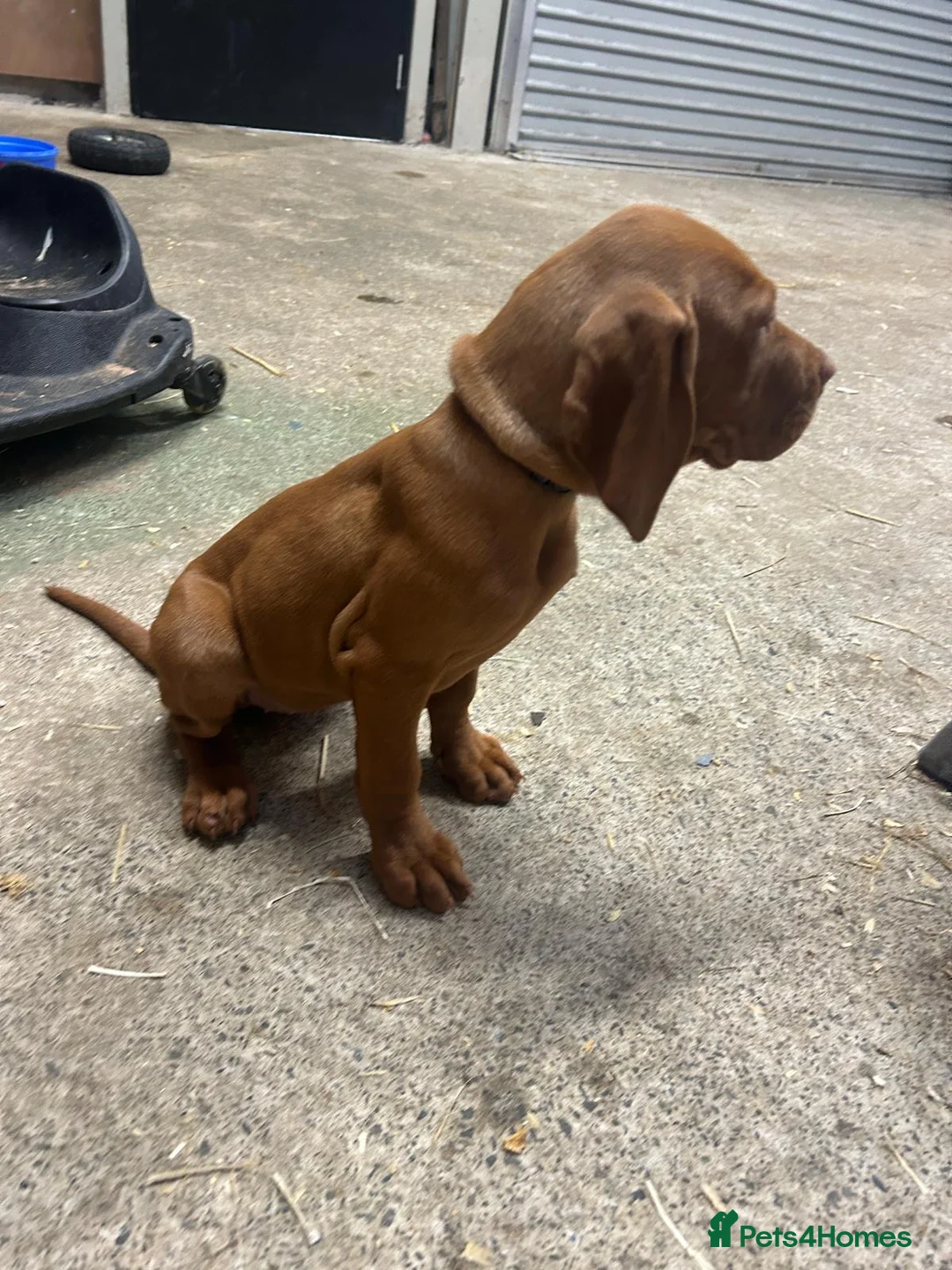 Hungarian Vizsla dogs for sale: Pedigree Hungarian Vizsla  in Newry - Advert 3