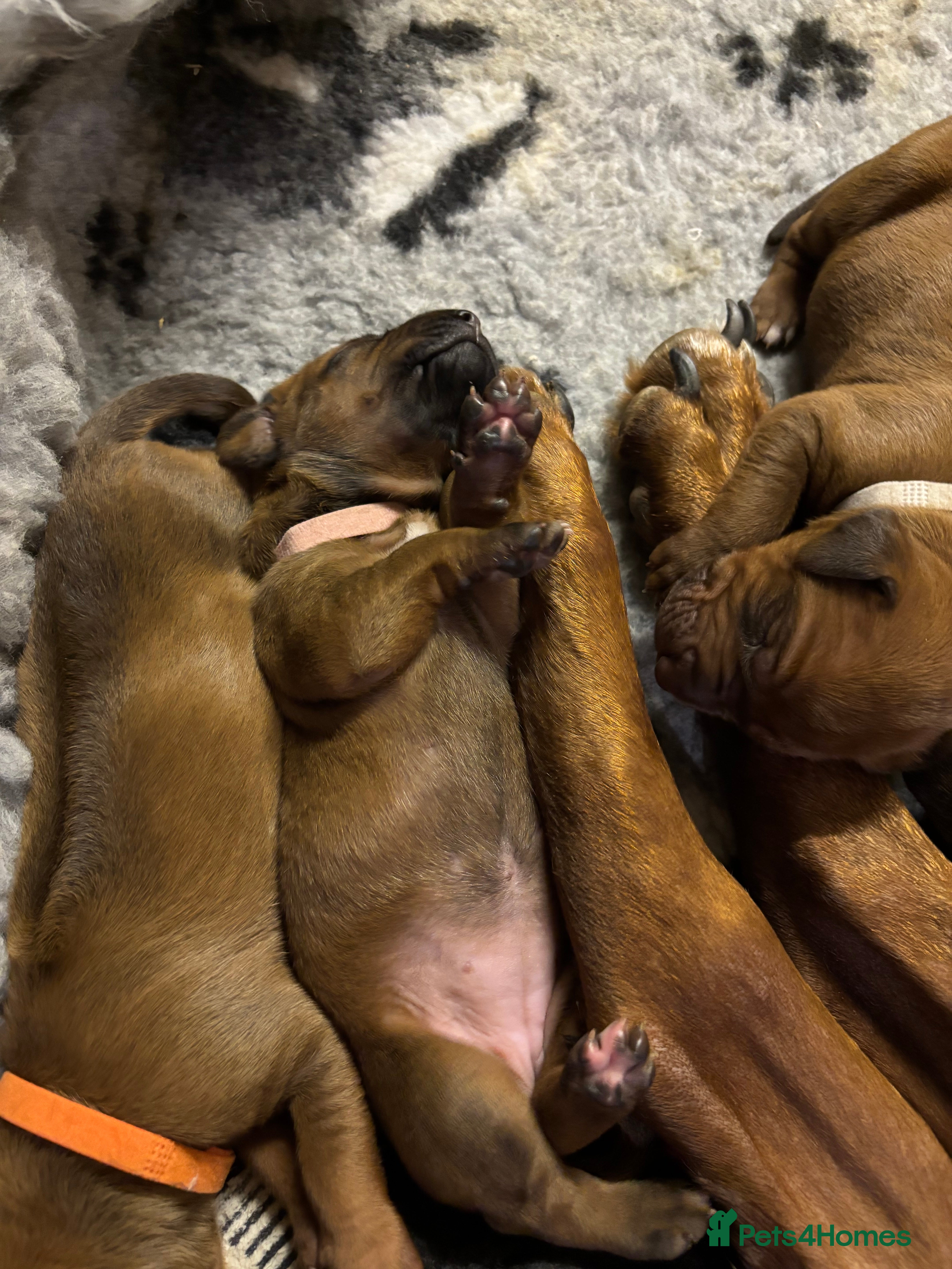 Rhodesian Ridgeback dogs Exceptionally Health Tested/Family Home. Kc Reg - Advert 2
