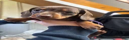 Miniature Dachshund dogs for sale: 2 girls left. Miniature Dachshund KC Puppies!  - Advert 3