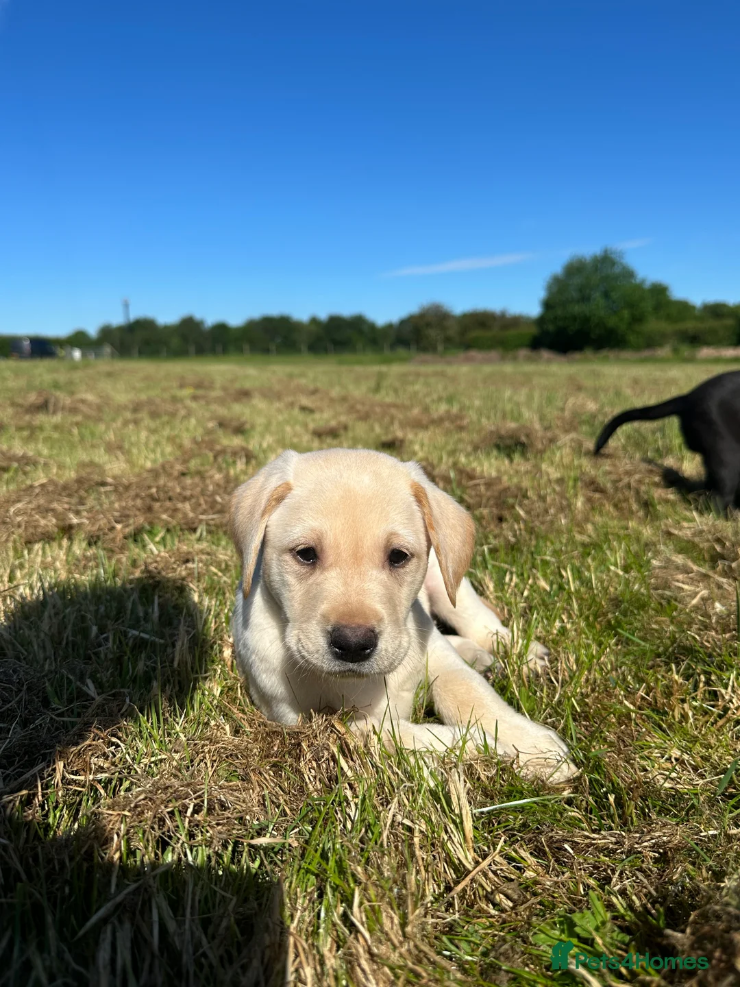 Labrador Retriever dogs for sale: International FTCH sired working Labrador pups  - Advert 31