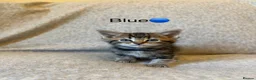 Mixed Breed cats for sale: Adorable Fluffy Tabby Kittens Ready For New Home!! in Skelmersdale - Advert 6