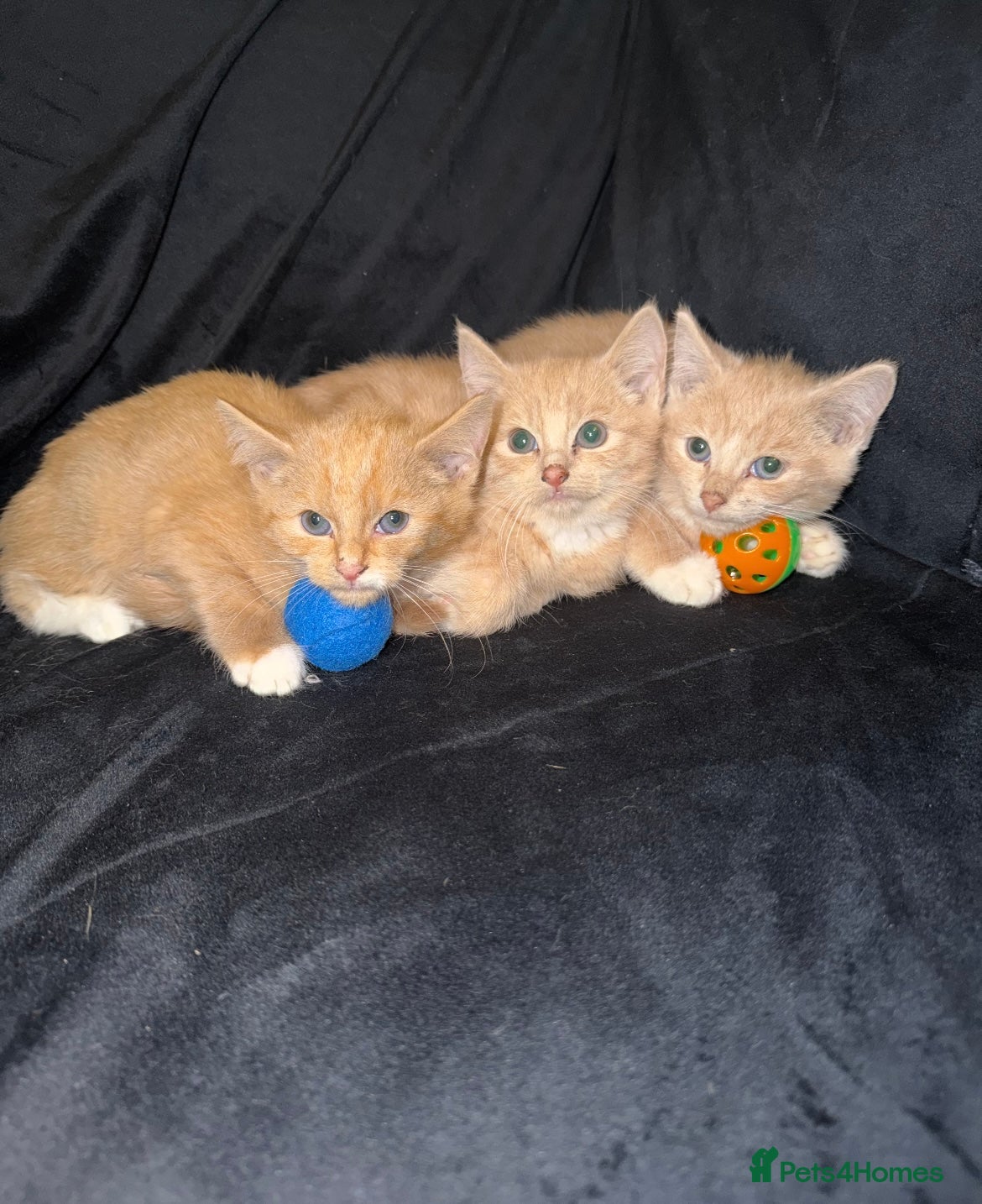 Mixed Breed cats Gorgeous ginger kittens  - Advert 2