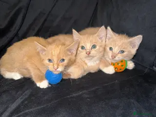 Mixed Breed cats Gorgeous ginger kittens - Advert 2