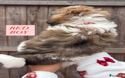 Shih Tzu dogs for sale: Shih tzu  - Image 6