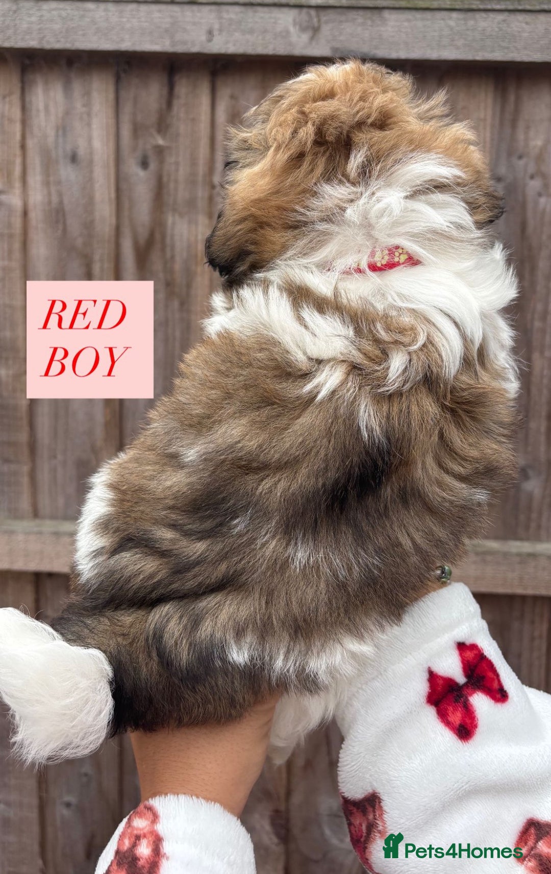 Shih Tzu dogs for sale: Shih tzu  - Image 6