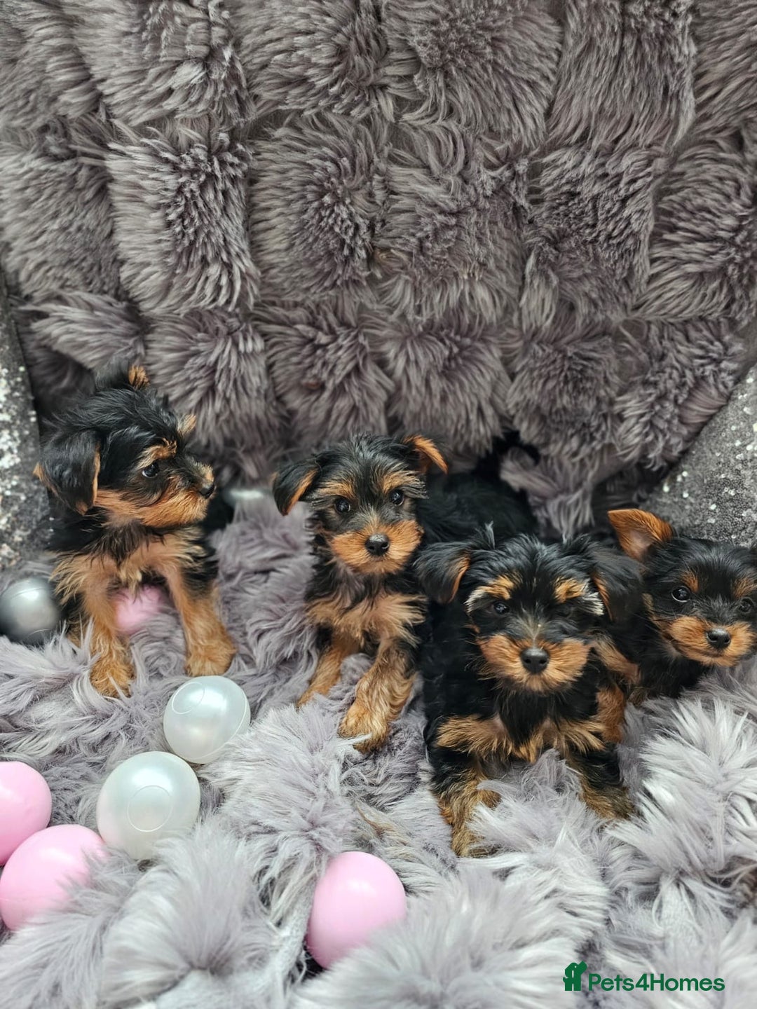 Yorkshire Terrier dogs for sale: Beautiful Yorkshire terrier puppies  - Image 6