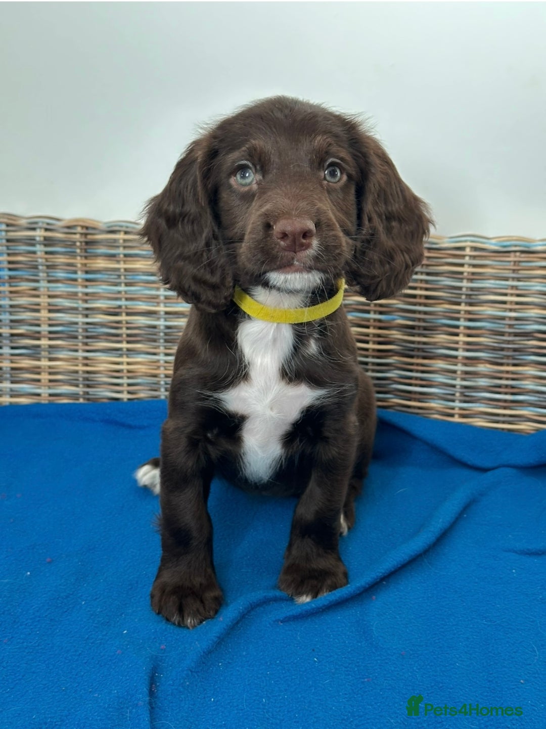 Sprocker dogs for sale: 🌟Fully Health Tested F1 Sprocker Spaniel Puppies - Advert 5
