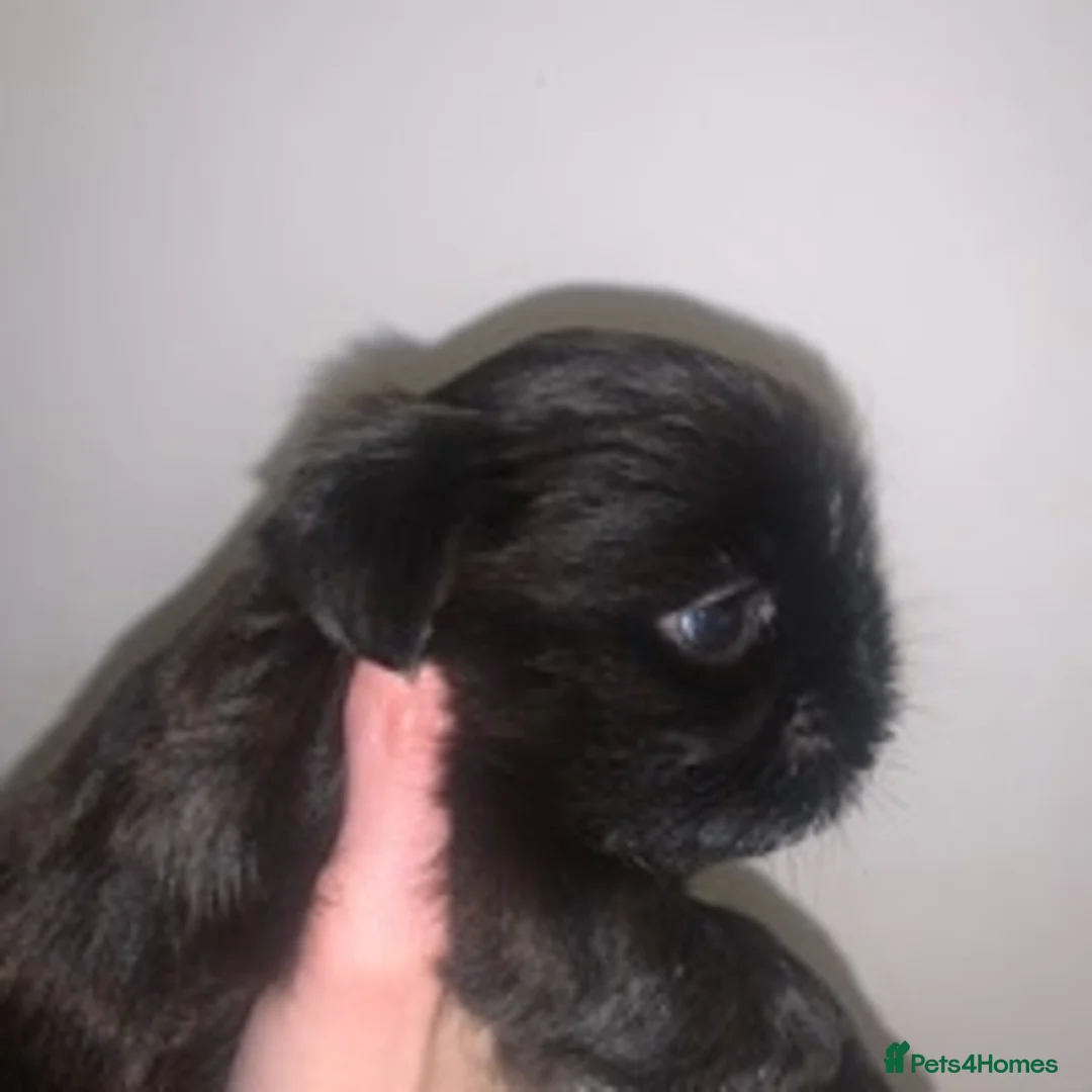 Shih Tzu dogs for stud: proven lavender imperial shih tzu for stud in Clydebank - Advert 11