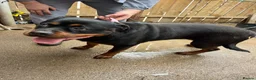 Rottweiler dogs for sale: 3 year old female Rottwieler  in Peterlee - Advert 4