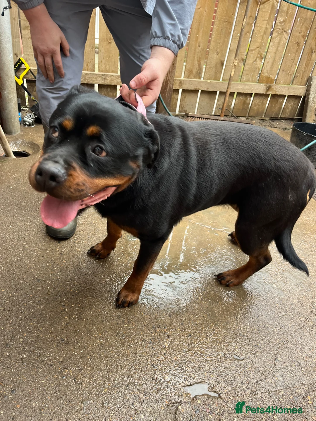 Rottweiler dogs for sale: 3 year old female Rottwieler  in Peterlee - Advert 4