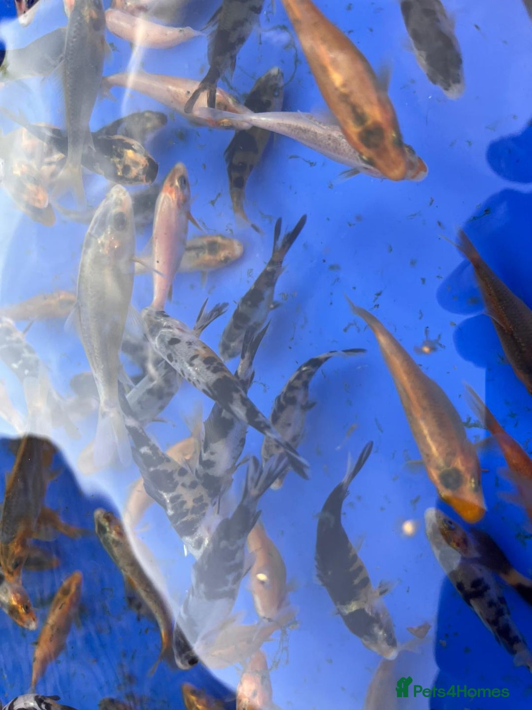 Koi Carp fish for sale: Koi carp 2-3 inches - Image 5