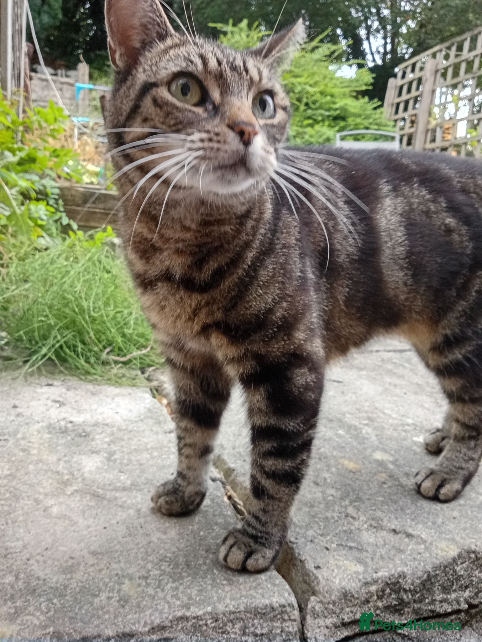 Mixed Breed cats Sweet & Gorgeous 9-Year-Old Tabby Girl - Advert 1