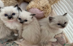 Ragdoll cats for sale: Seal Mitted Ragdoll babies, 4 girls 1 boy - Image 14
