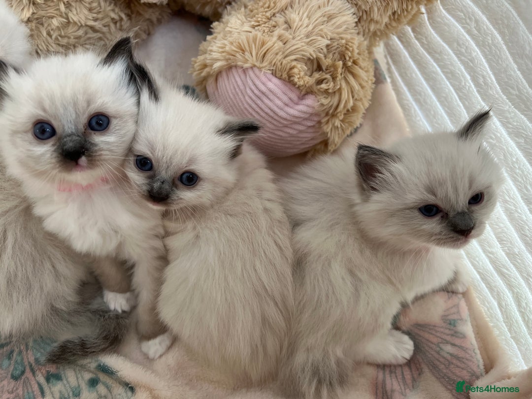 Ragdoll cats for sale: Seal Mitted Ragdoll babies, 4 girls 1 boy - Image 14
