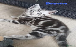 British Shorthair cats for sale: Ready to collect, Silver Tabby kittens  in Rochester - Image 16