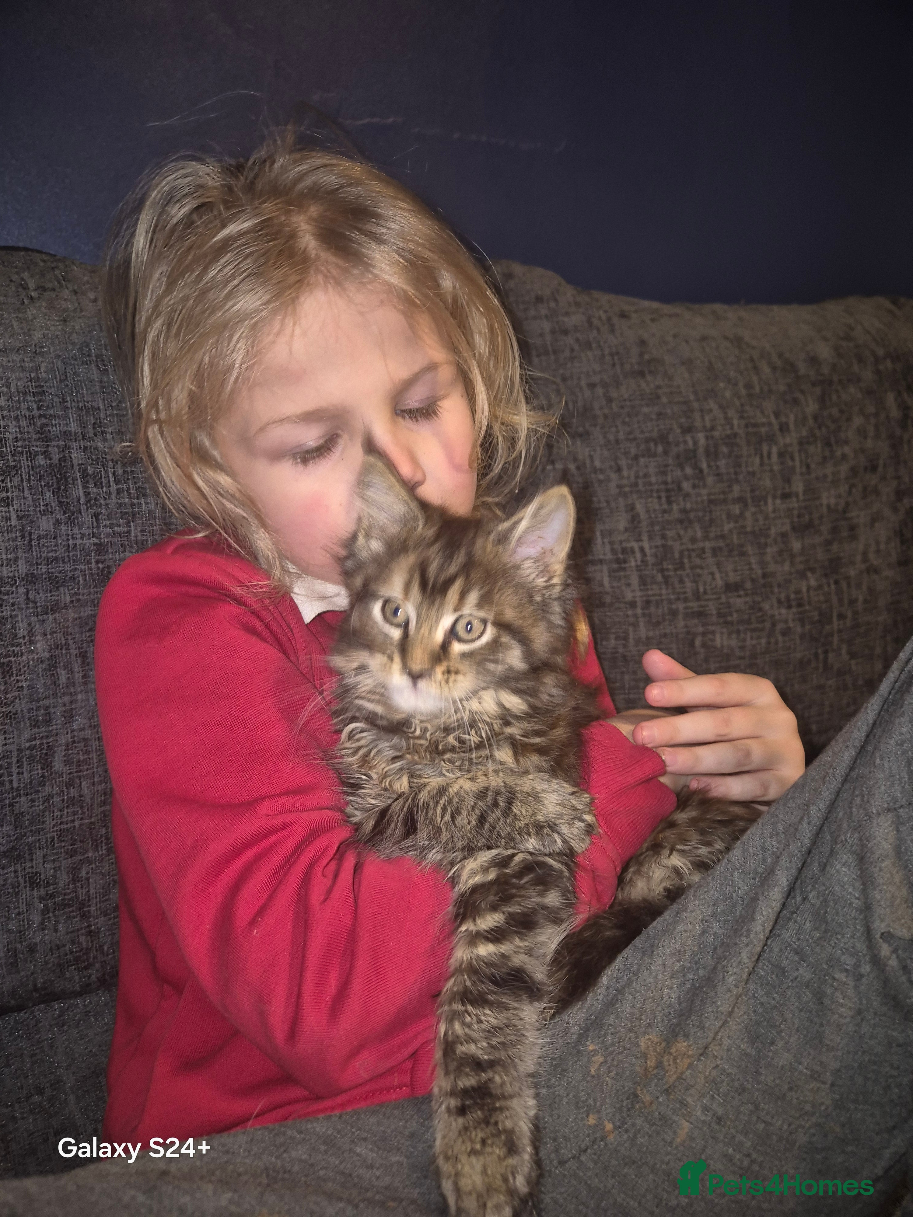 Maine Coon cats Russian /xxl maine coon - Advert 2