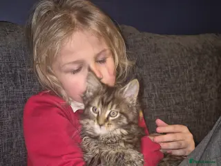 Maine Coon cats Russian /xxl maine coon - Advert 2