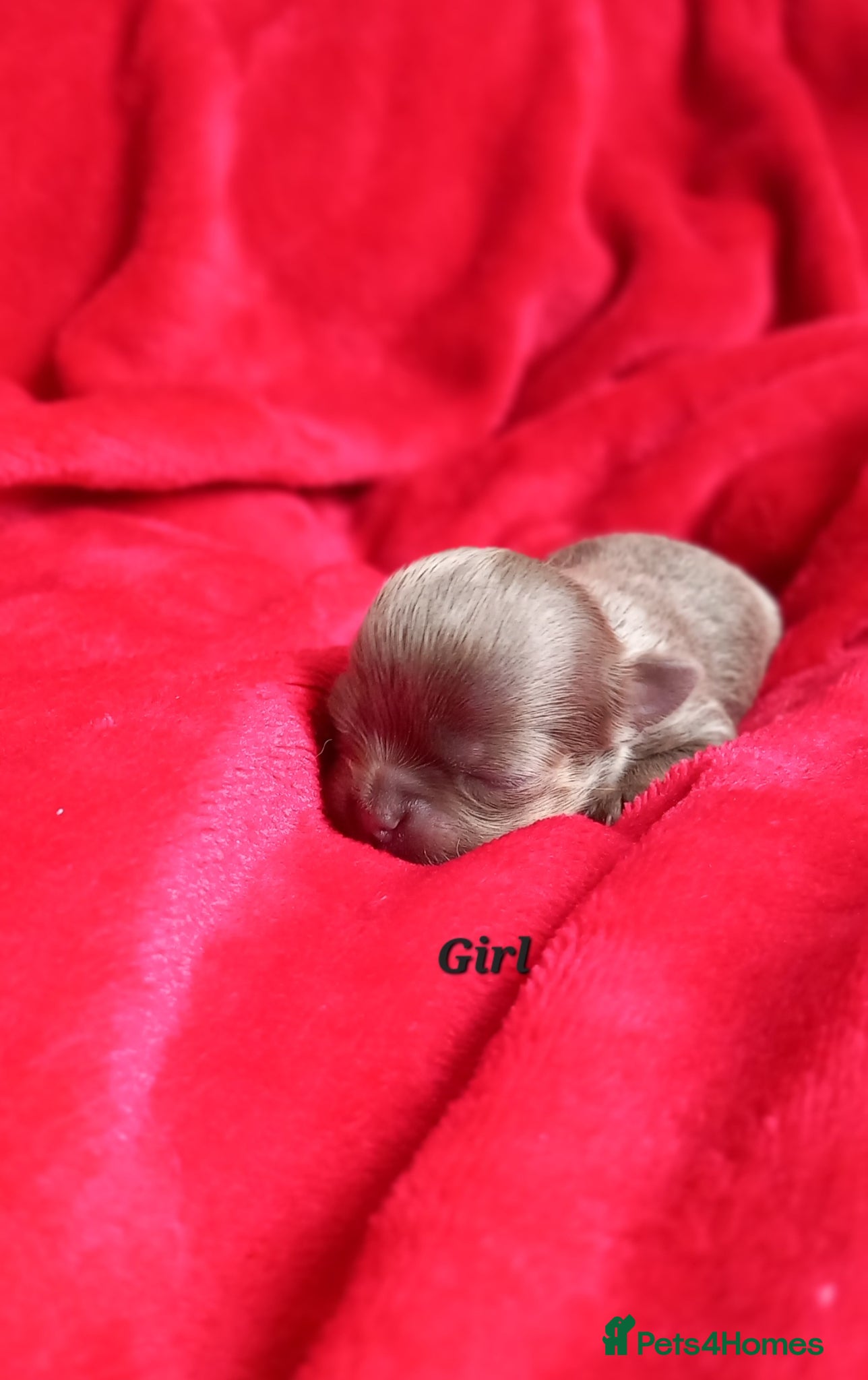 Chihuahua dogs ❤️‍🔥Dna tested parents❤️‍🔥1 Girl 2 Boys - Advert 2