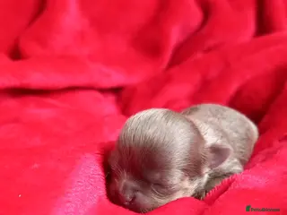 Chihuahua dogs ❤️🔥Dna tested parents❤️🔥1 Girl 2 Boys - Advert 2