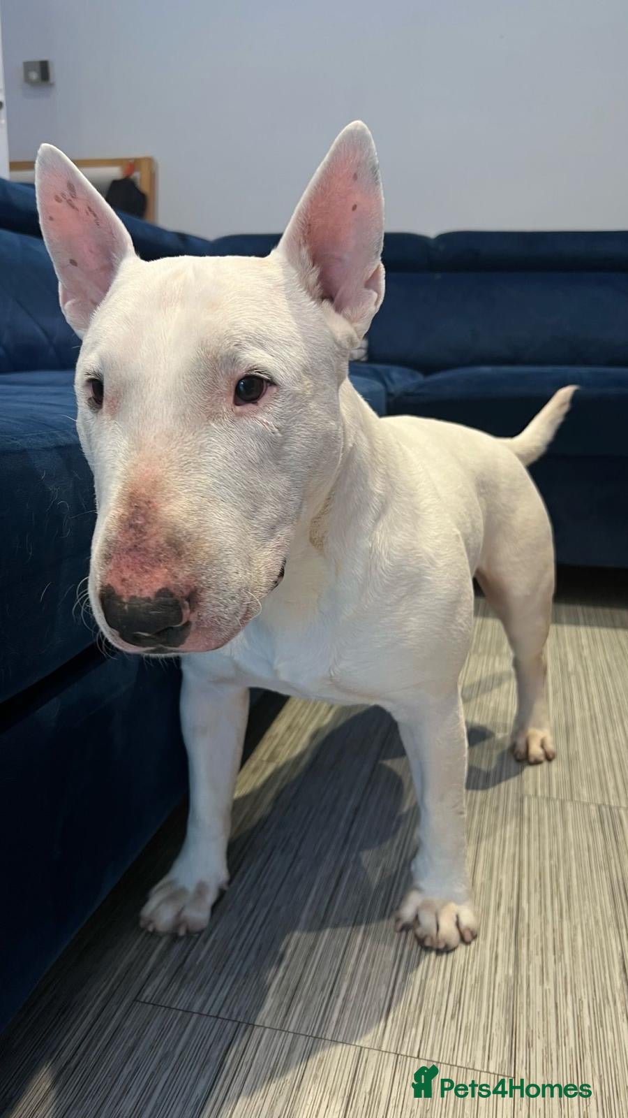 English Bull Terrier dogs Jayko KC Registered English Bull Terrier - Advert 6