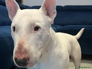 English Bull Terrier dogs Jayko KC Registered English Bull Terrier - Advert 1