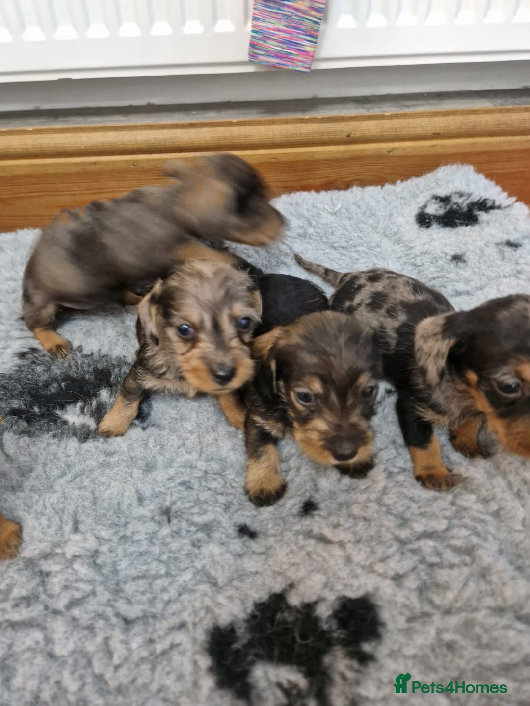 Dachshund dogs for sale: Wirehaired daschund chocolate dappled  - Advert 6