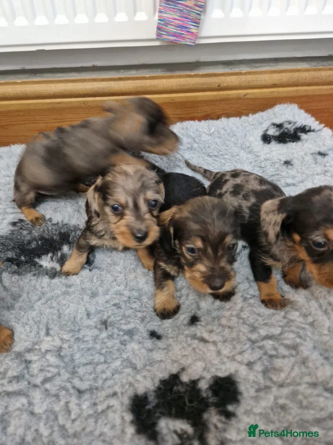 Dachshund dogs for sale: SOLD!Wirehaired daschund chocolate dappled  - Advert 6