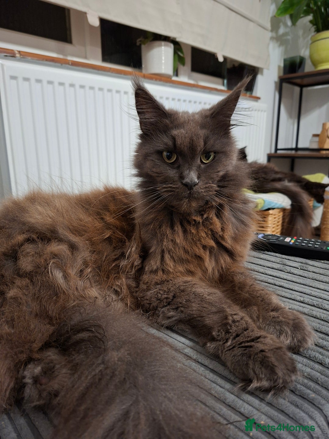 Maine Coon cats for sale: Maine Coon female - Advert 2