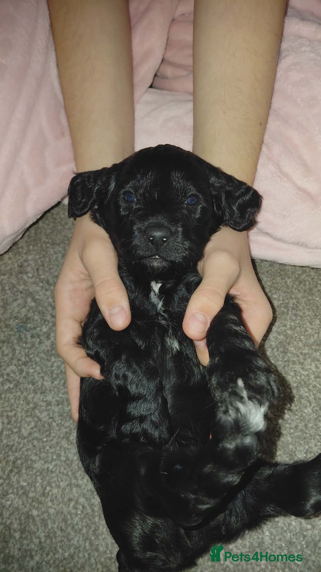 Mixed Breed dogs for sale: Sprockerpoos - Advert 3