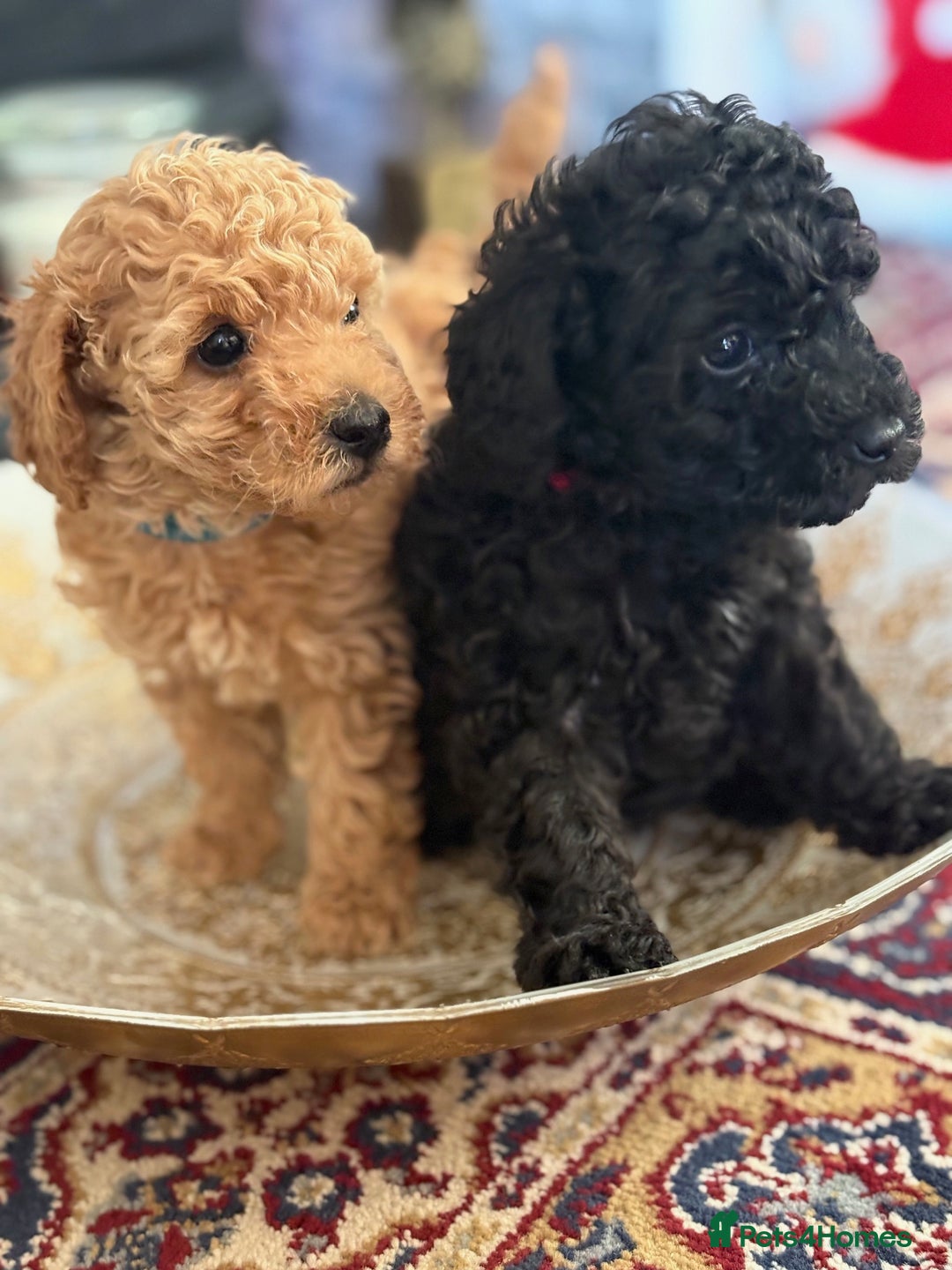 Toy Poodle dogs for sale: KC Reg. Mr Sunshine & Miss Scarlett remain ! - Advert 4