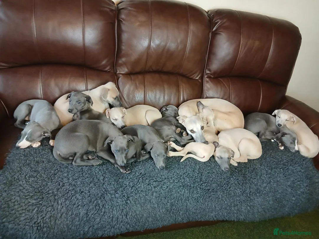 Whippet dogs for sale: High Quality Whippet pups Crufts - Advert 2