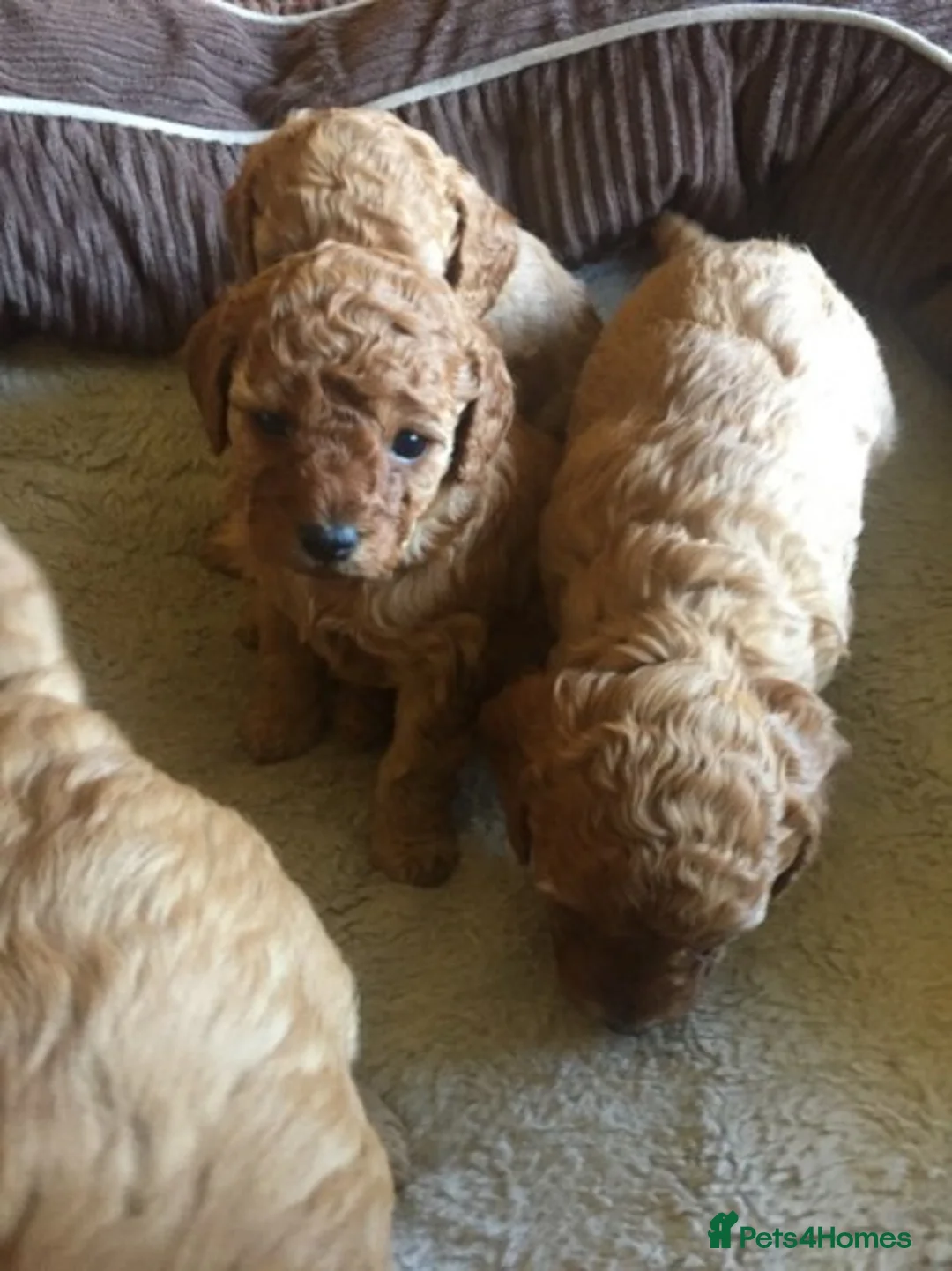 Poodle dogs for stud: Red Mini Poodle PRA Clear & Other DNA Clear in Mansfield - Advert 14