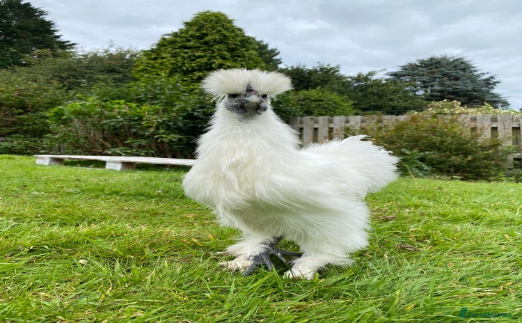 Chickens poultry - Advert 1