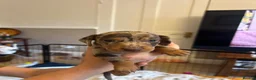 Dachshund dogs for sale: Puppies  - Advert 3