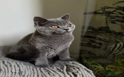 Scottish Fold cats for sale: Lovely Scottish straight girl - Image 10