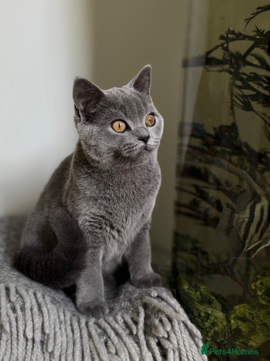 Scottish Fold cats for sale: Lovely Scottish straight girl - Image 10