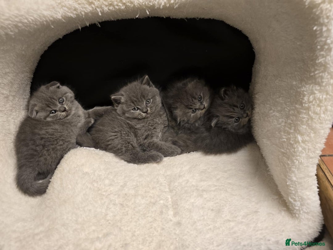 British Shorthair cats for sale: British shorthair  - Image 11