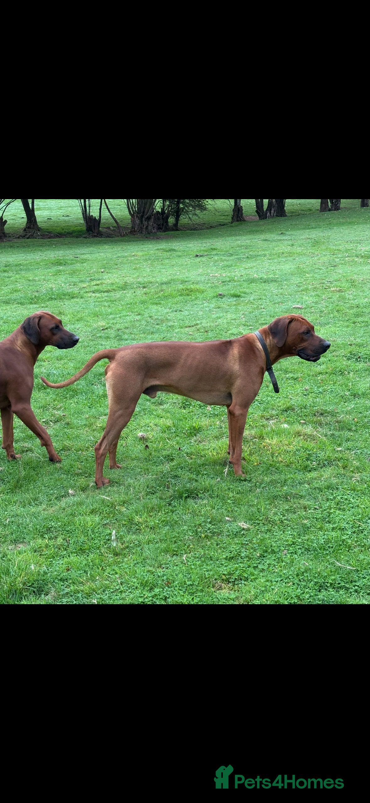 Rhodesian Ridgeback dogs Hips 1/1, Elbows 0/0 JME, DM, MH, EOAD, IVA Clear - Advert 1