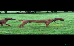 Rhodesian Ridgeback dogs for stud: Exceptionally Health Tested Stud - Image 1
