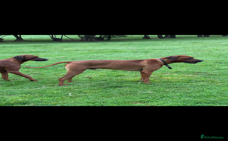 Rhodesian Ridgeback dogs - Advert 1