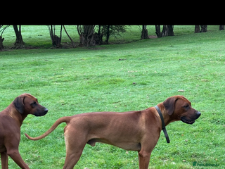 Rhodesian Ridgeback dogs Hips 1/1, Elbows 0/0 JME, DM, MH, EOAD, IVA Clear - Advert 3