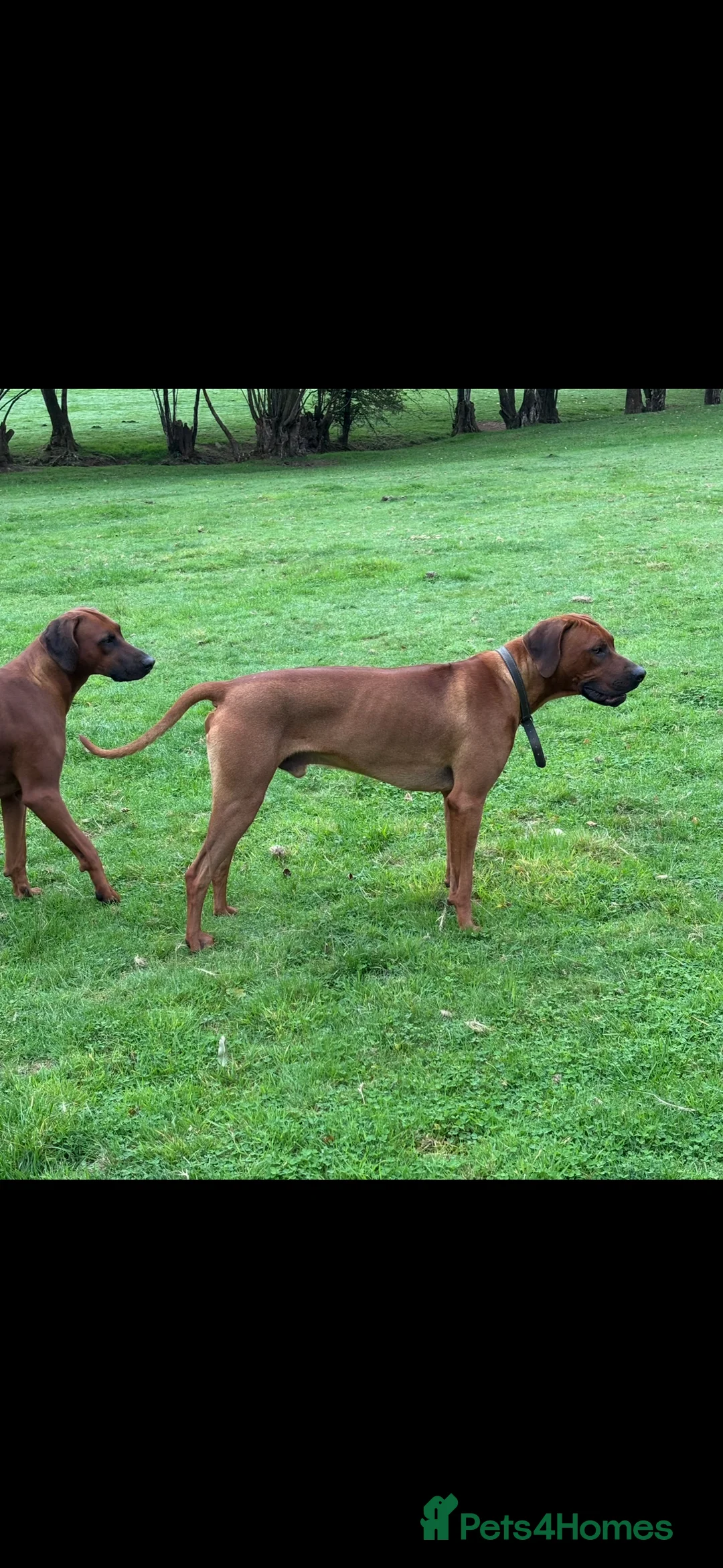 Rhodesian Ridgeback dogs for stud: Hips 1/1, Elbows 0/0 JME, DM, MH, EOAD, IVA Clear - Advert 1